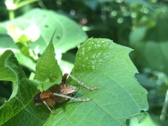 Gryllidae