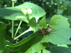 Gryllidae