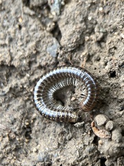 Cylindroiulus caeruleocinctus