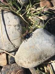 Phidippus apacheanus