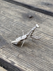 Stagmomantis carolina