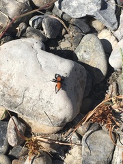 Phidippus apacheanus