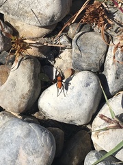 Phidippus apacheanus