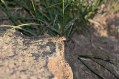 Sceloporus merriami