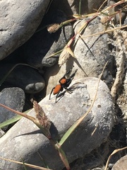Phidippus apacheanus