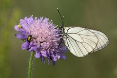 Aporia crataegi
