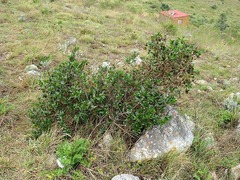 Cephalanthus natalensis