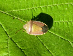 Piezodorus lituratus