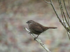 Melospiza melodia morphna