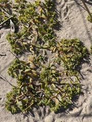 Euphorbia polygonifolia