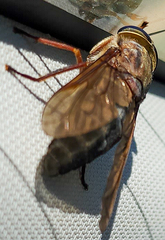 Tabanus calens