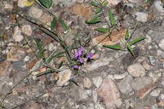 Cyphomeris gypsophiloides