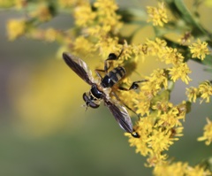 Trichopoda plumipes
