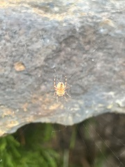 Araneus diadematus