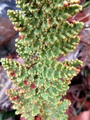 Anemia caffrorum