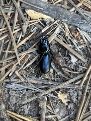 Scarites subterraneus