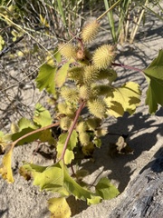 Xanthium strumarium canadense