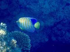 Pygoplites diacanthus