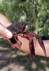 Procambarus clarkii