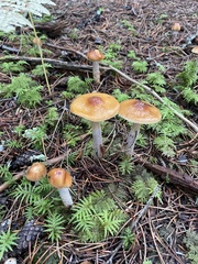 Cortinarius mucosus