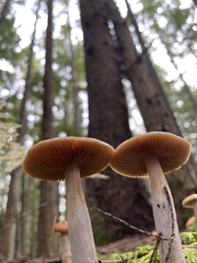 Cortinarius mucosus
