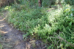 Dischisma ciliatum erinoides