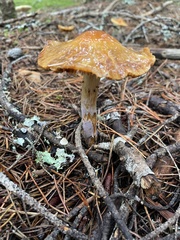 Cortinarius mucosus
