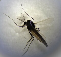 Chironomidae