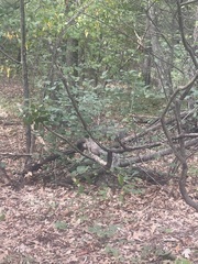 Sciurus carolinensis