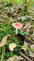 Russula rosacea