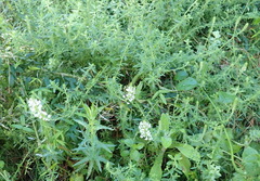 Dischisma ciliatum erinoides