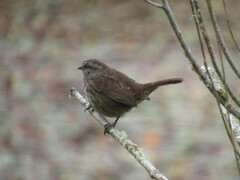 Melospiza melodia morphna