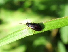 Stenolophus mixtus