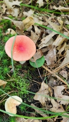Russula rosacea