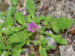 Nama parvifolia