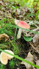 Russula rosacea