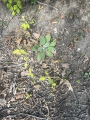 Verbascum thapsus