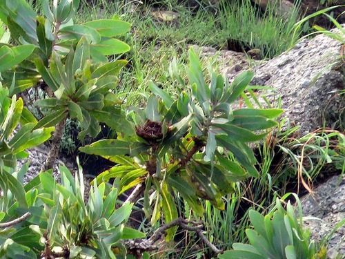 Protea comptonii image