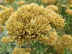 Helichrysum kraussii image