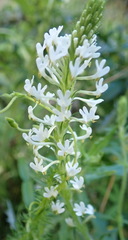 Dischisma ciliatum erinoides