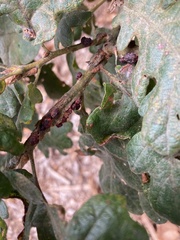 Disholcaspis mellifica