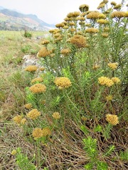 Helichrysum kraussii image