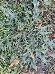 Cirsium vulgare