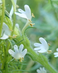 Dischisma ciliatum erinoides