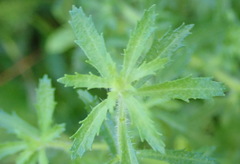 Dischisma ciliatum erinoides