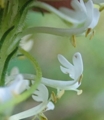 Dischisma ciliatum erinoides