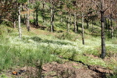 Dischisma ciliatum erinoides