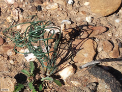 Gethyllis verticillata