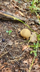 Scleroderma citrinum