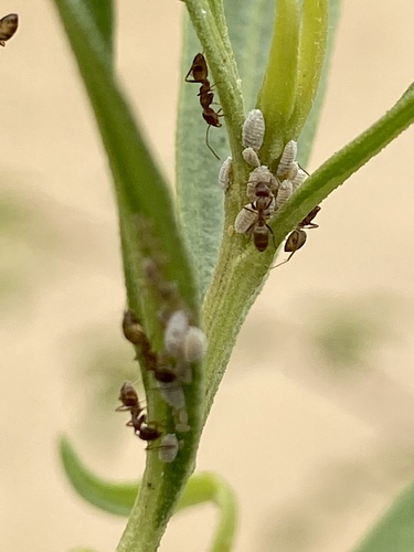 iNaturalist observation photo of Mealybugs